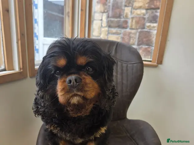 Cavalier King Charles Spaniel dogs for stud: Health Tested K.C Registered Stud - Advert 1
