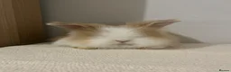 Angora rabbits for sale: Teddy widder ready for 2th Nov - Advert 4