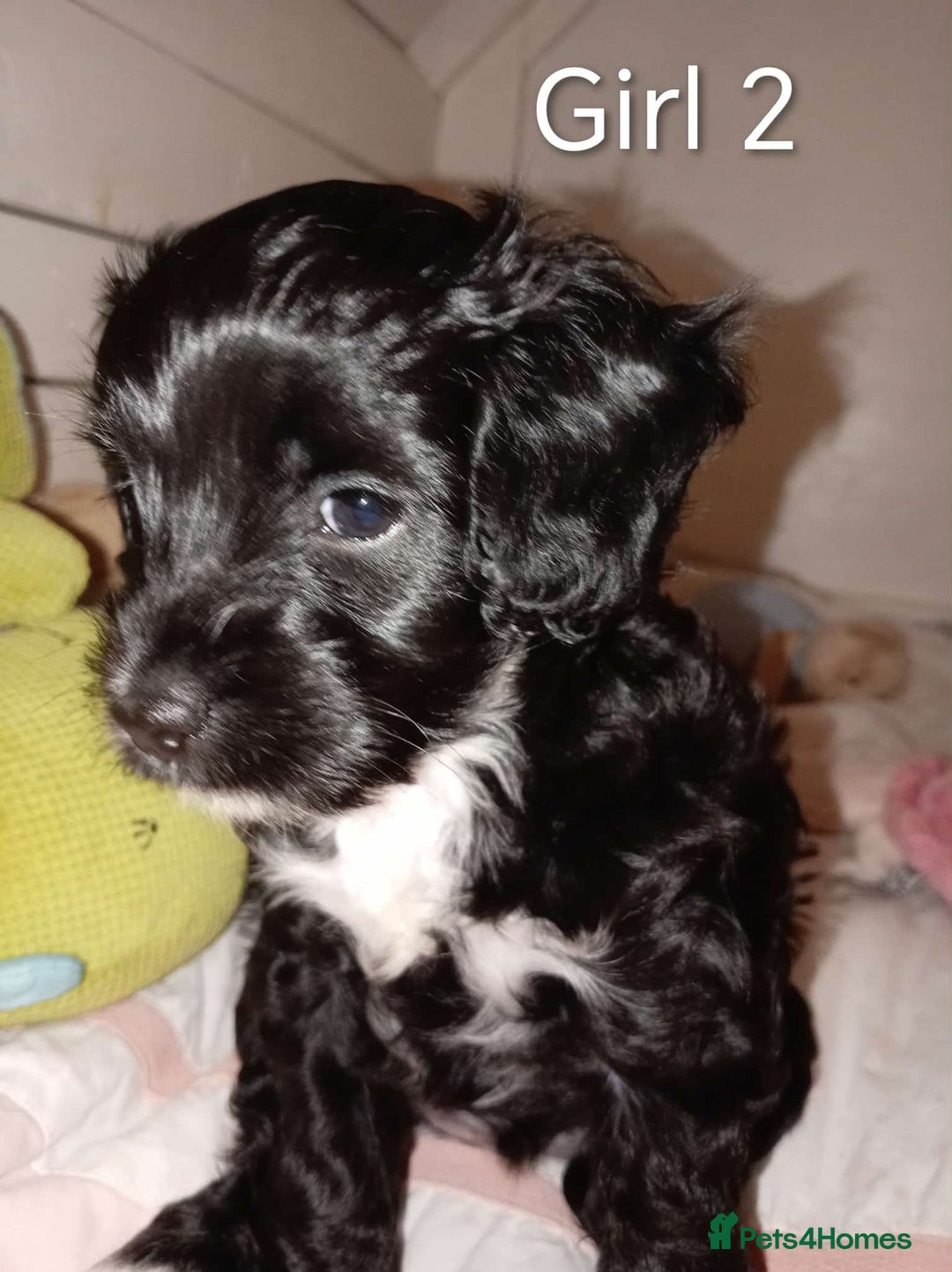 Cockapoo dogs for sale: Cockapoo - Advert 4