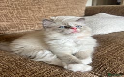 Ragdoll cats for sale: Pure longhair Ragdoll Kittens - Raised with Soul - Image 7