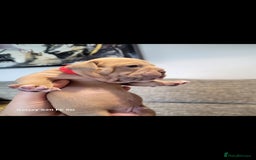 Olde English Bulldogge dogs for sale: Old English Bulldog Puppies - Image 29