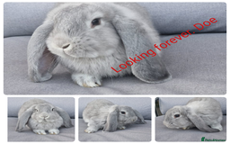 French Lop rabbits for sale: AtoB Lop Heaven - Advert 2