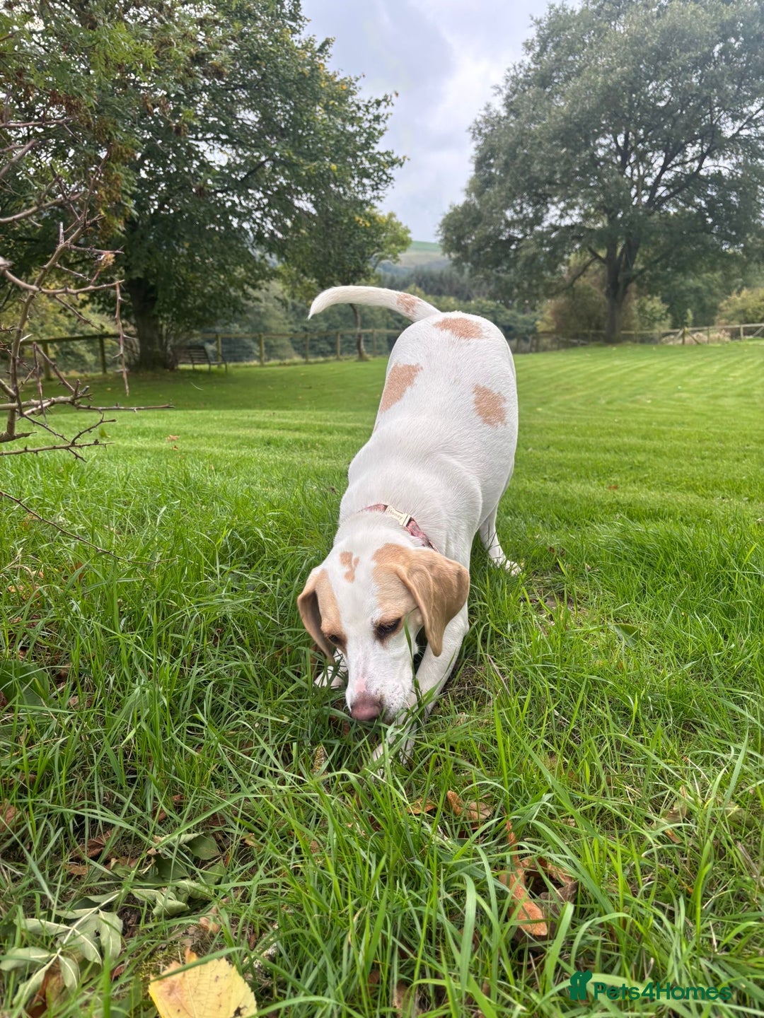 Beagle dogs for sale: 2 year old female Beagle for sale - Advert 1
