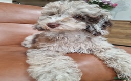 Toy Poodle dogs for sale: Stunning chocolate merle toy poodle girl! 16 weeks - Image 12