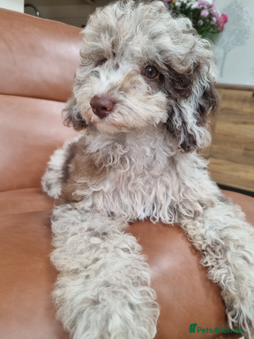 Toy Poodle dogs for sale: Stunning chocolate merle toy poodle girl! 16 weeks - Image 12