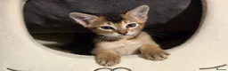 Mixed Breed cats for sale: Unique Abyssinian*Savannah Mix- Not to Miss - Advert 7