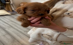 Cavapoo dogs for sale: Red Cavapoo puppies  - Image 7