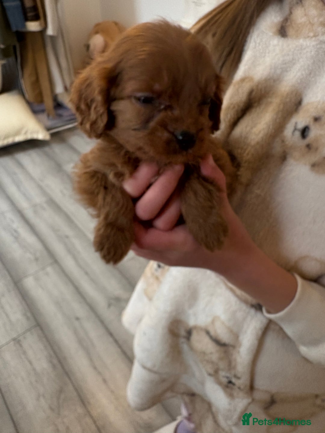 Cavapoo dogs for sale: Red Cavapoo puppies  - Image 7