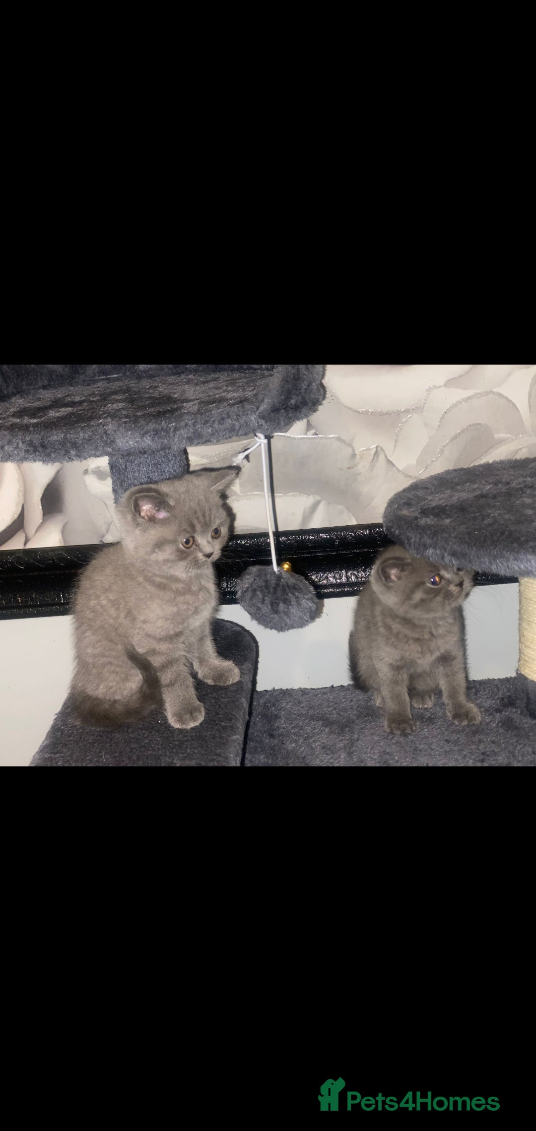 British Shorthair cats for sale: Beautiful Blue British Shorthair Kittens - Image 22