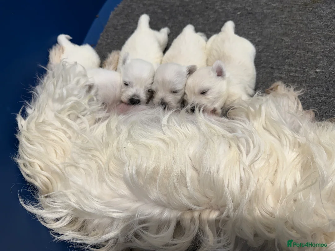 West Highland Terrier dogs for sale: KC REGISTERED Boys & Girl - Advert 2