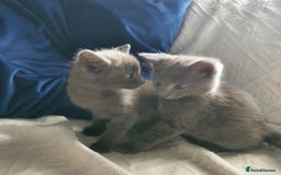 Russian Blue cats for sale: 6 pure grey kittens  - Image 7