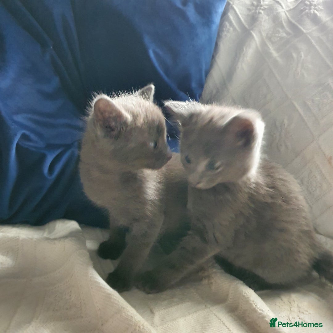 Russian Blue cats for sale: 6 pure grey kittens  - Image 7