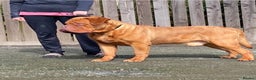 Dogue De Bordeaux dogs for stud: stud available in Carlisle - Advert 8