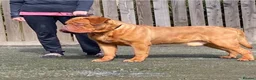 Dogue De Bordeaux dogs for stud: stud available in Carlisle - Advert 8