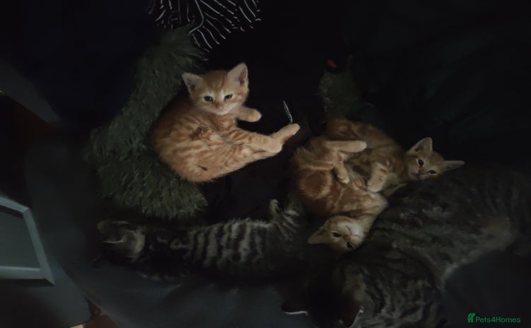 Mixed Breed cats - Advert 6