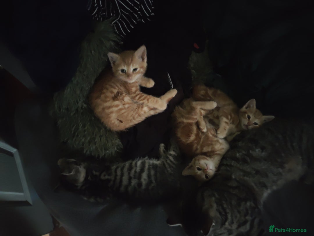 Mixed Breed cats for sale: Adorable playful kittens - Image 1