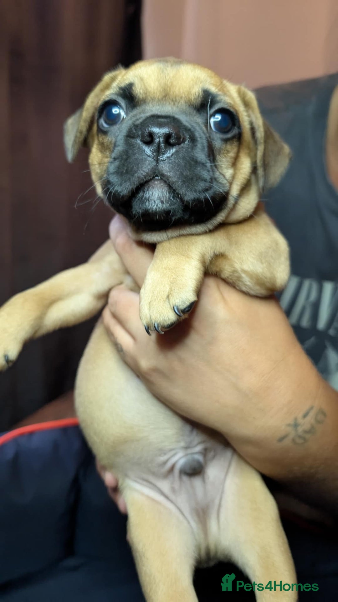 Mixed Breed dogs for sale: Frenchie x pups  - Image 11