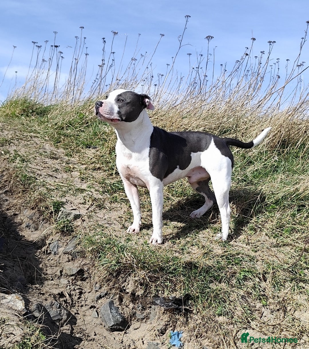 Staffordshire Bull Terrier dogs for sale: Staffordshire bull terrier puppies  - Advert 20