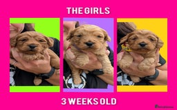 Cockapoo dogs for sale: 3 x Beautiful Red Cockerpoo Pups For Sale - Image 5