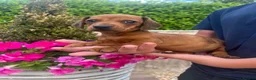 Dachshund dogs for sale: 3 miniature dachshund puppy’s 🐶 - Advert 3