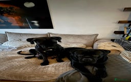 Cane Corso dogs for sale: Pure cane corso puppies  - Advert 13