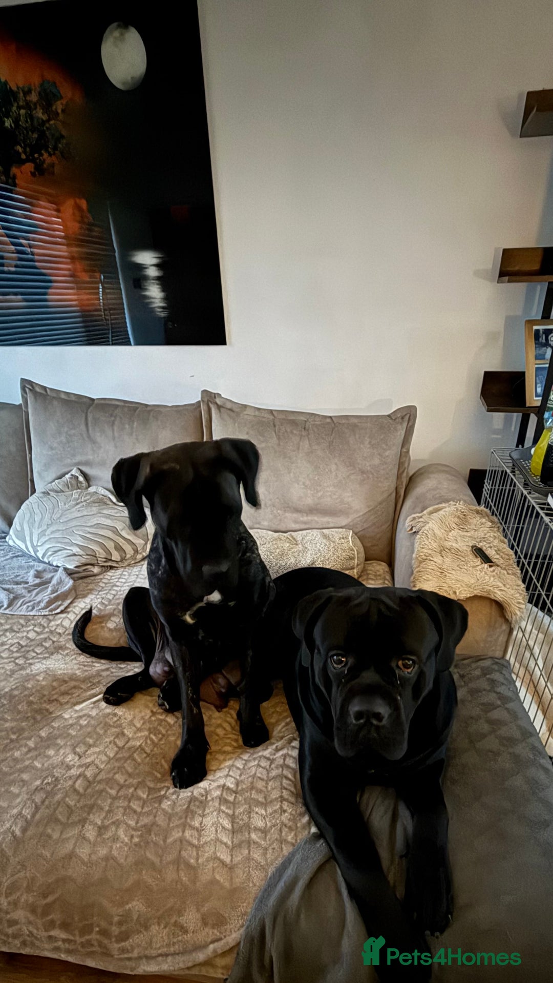 Cane Corso dogs for sale: Pure cane corso puppies  - Advert 13