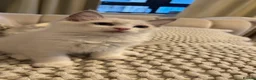 Ragdoll cats for sale: Adorable Playful and Cuddly Pedigree Ragdolls! - Advert 5