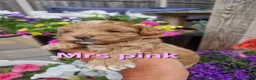 Poochon dogs for sale: Health tested beautiful poochons  - Advert 34