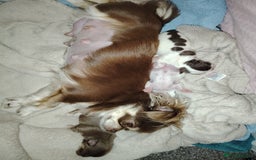 Chihuahua dogs for sale: Kc registered chihuahua boys - Image 9