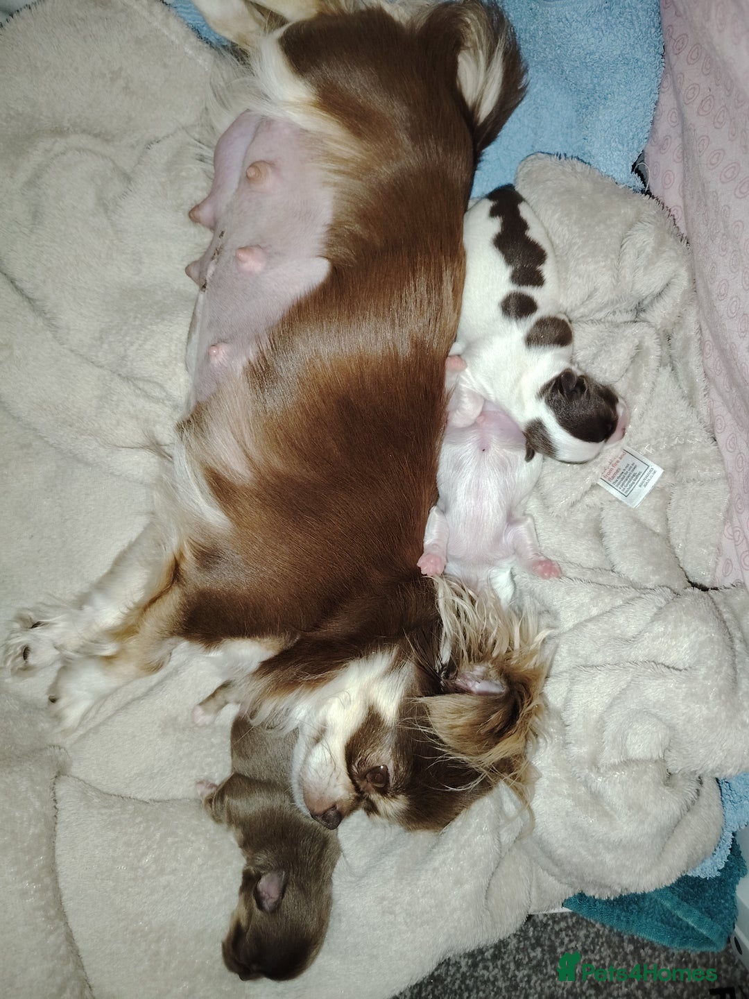 Chihuahua dogs for sale: Kc registered chihuahua boys - Image 9