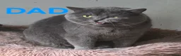 British Shorthair cats for sale: Rare Colour Black British Shorthair Kitten - Advert 3