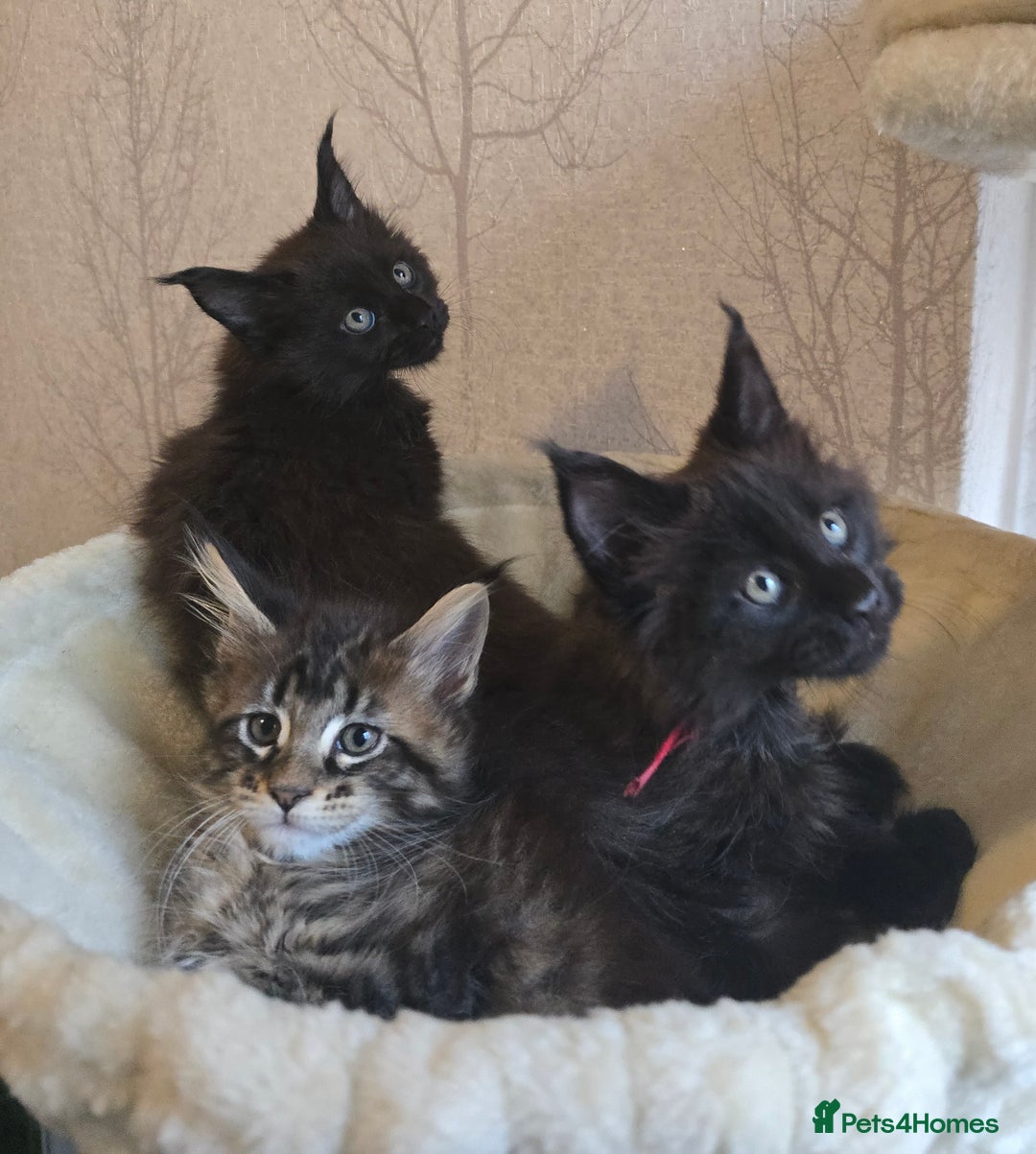 Maine Coon cats for sale: Maine Coon Kittens Polydactyl Russian line - Image 4