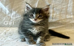 Maine Coon cats for sale: Pedigree Maine Coon Kittens Champion-Giant Russian - Image 7