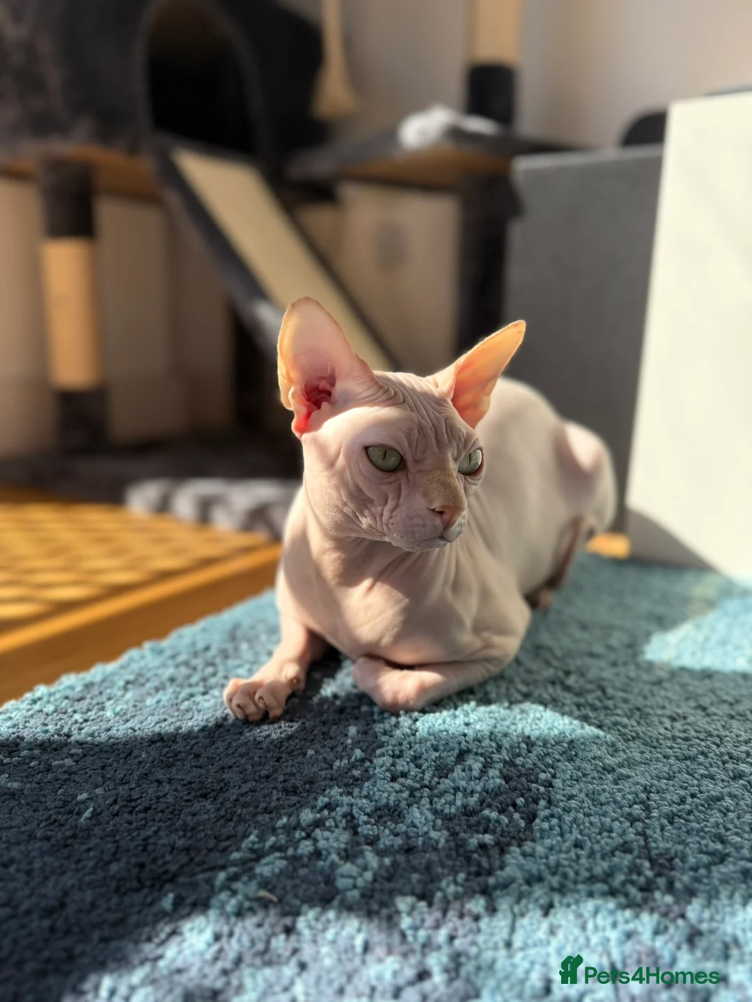 Sphynx cats for stud: STUD SERVICE - MILO, SPHYNX in London - Advert 1