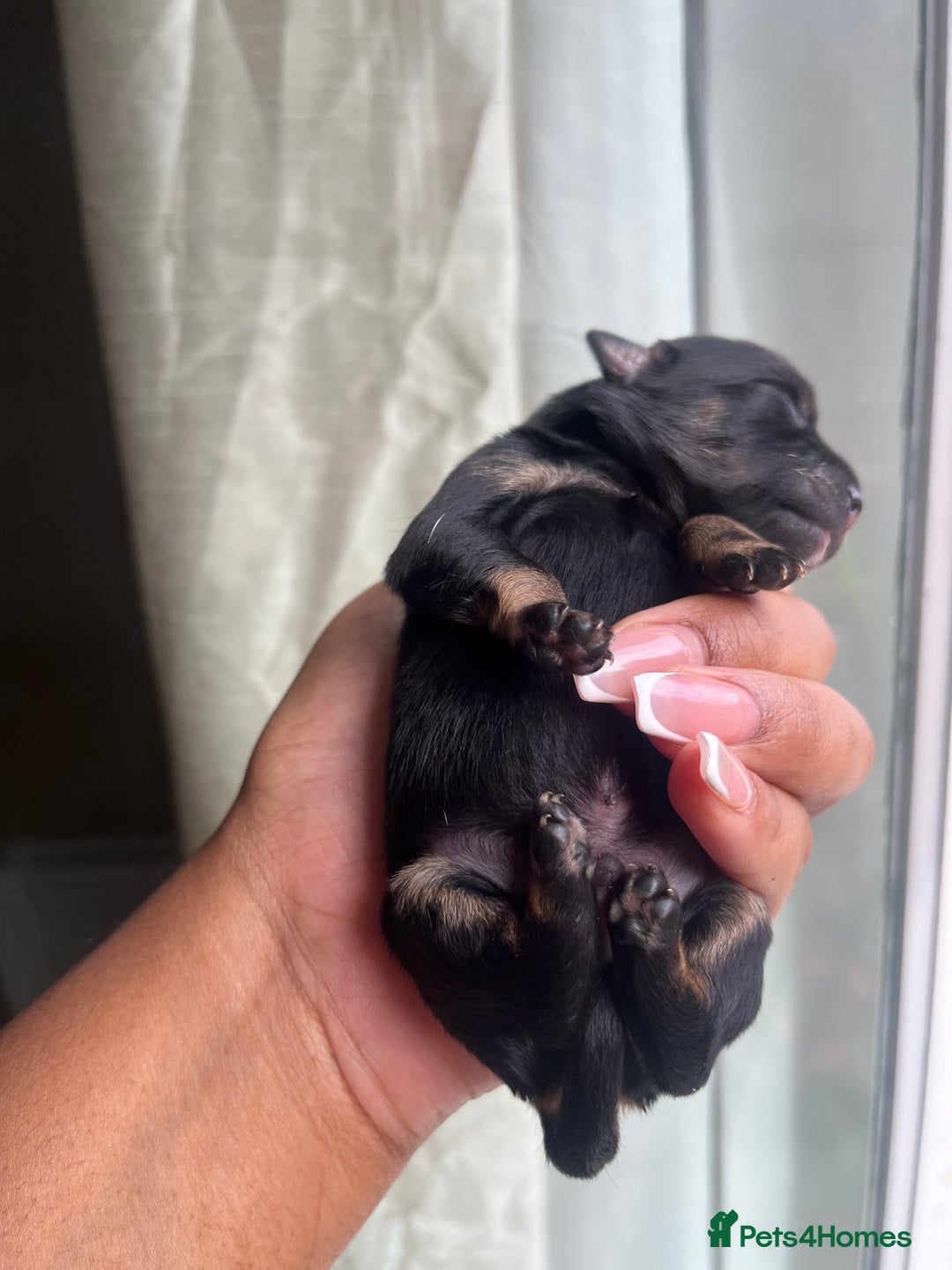 Mixed Breed dogs for sale: Jack Russel x Chow Chow Mix Puppies for Sale  - Image 1