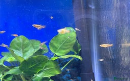 Platies fish for sale: Beautiful healthy baby Platy / Platies - Image 2