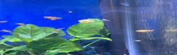 Platies fish for sale: Young vibrant Variatus Platys  - Advert 2