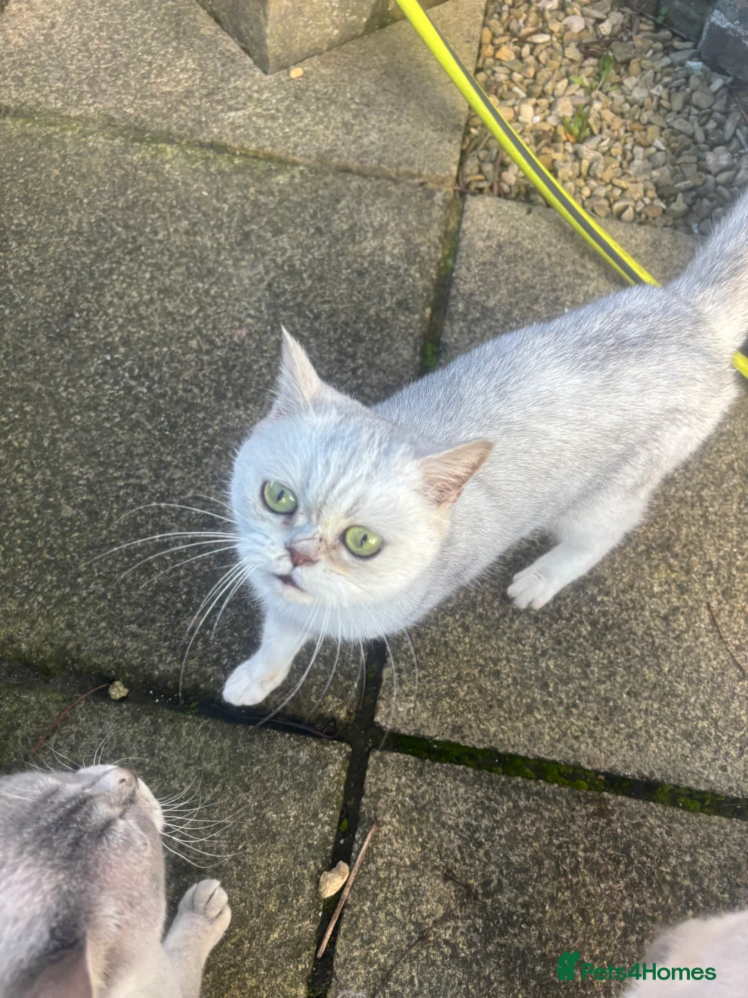 British Shorthair cats for sale: Daisy GCCF Active needs a home by the 22nd - Advert 3