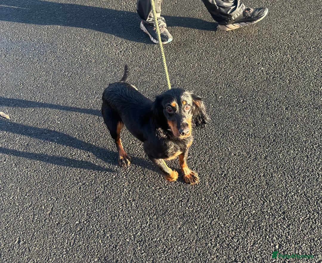 Cocker Spaniel dogs for sale: Kc reg 1 year old cocker spaniel  - Advert 10