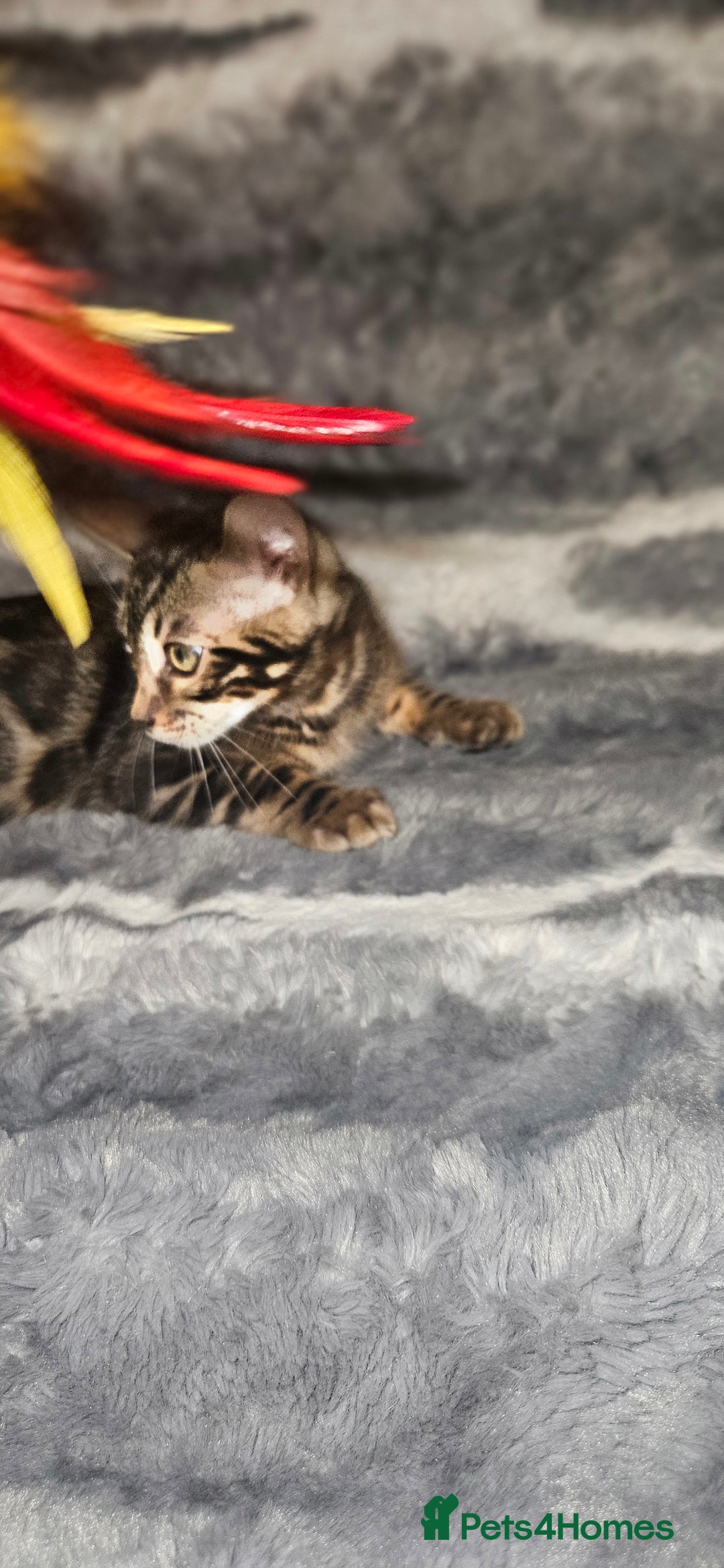 Bengal cats for sale: SHOW QUALITY BABIES  in Andover - Image 3