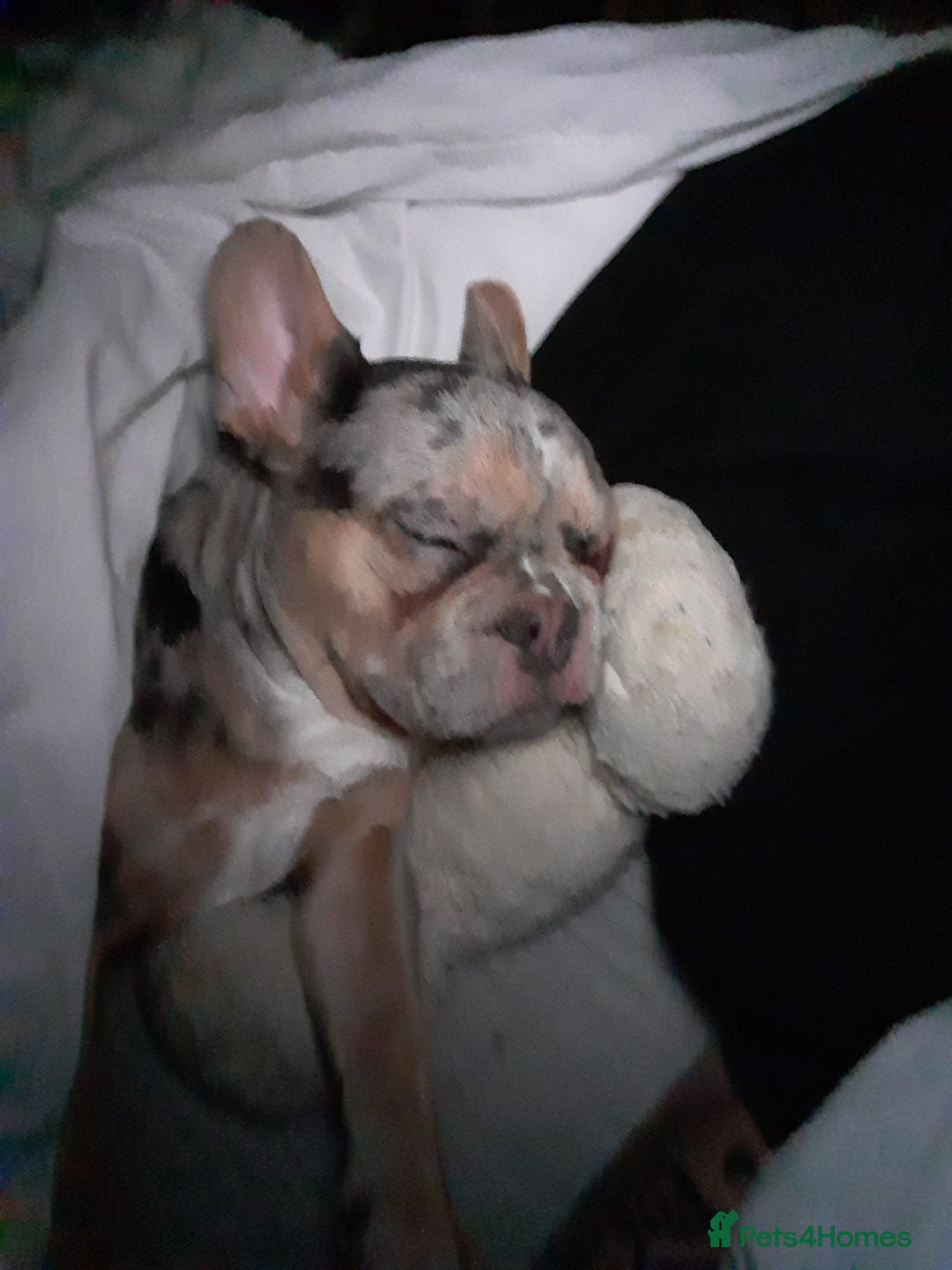 French Bulldog dogs for sale: Merle French Bulldog  - Advert 2