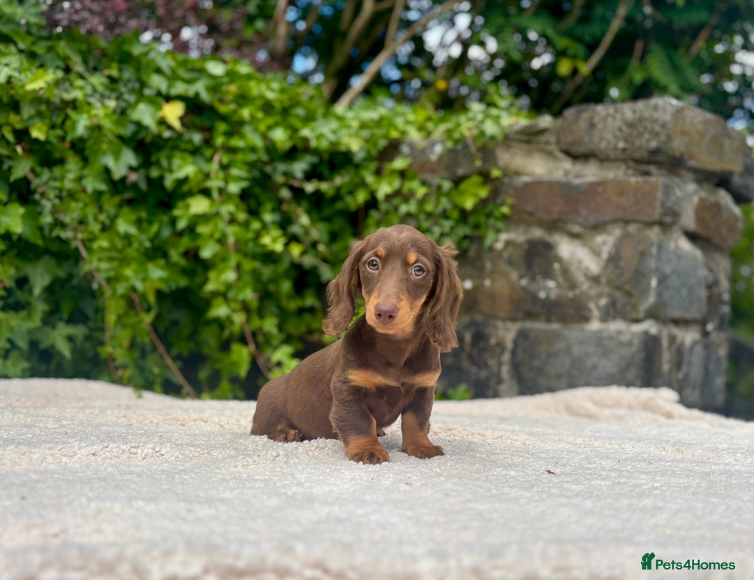 Miniature Dachshund dogs for sale: Long Haired Miniature Dachshunds - READY NOW!! - Image 15