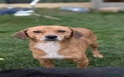 Mixed Breed dogs for adoption: Michael for adoption - Image 3