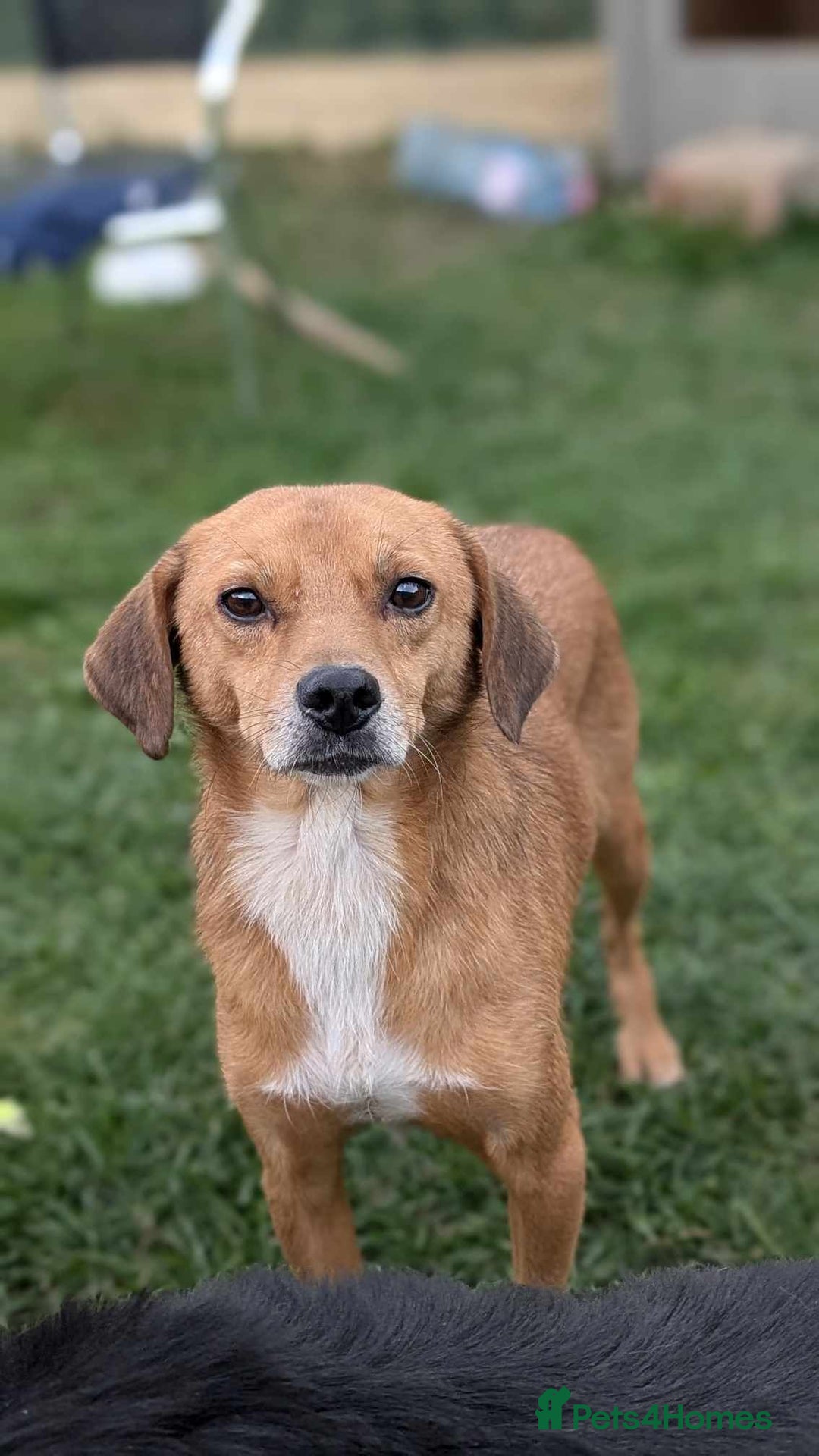 Mixed Breed dogs for adoption: Michael for adoption - Image 3