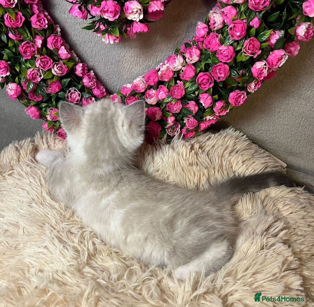 Mixed Breed cats for sale: 6 cute blue-eyed Ragdoll and BSH mix kittens  - Advert 9