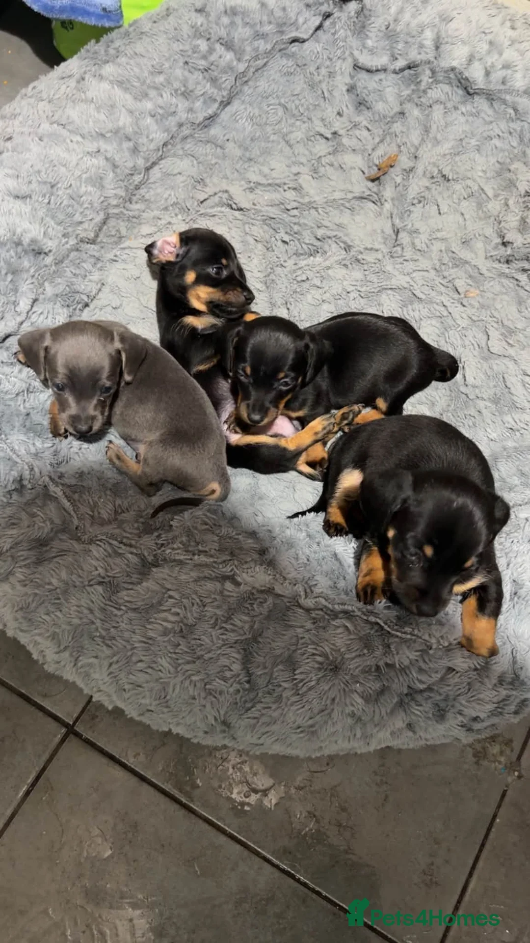 Miniature Dachshund dogs for sale: Lovely miniature dachshund puppies  - Advert 2