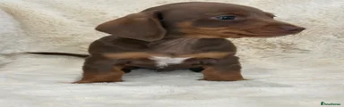 Miniature Dachshund Puppy 2
