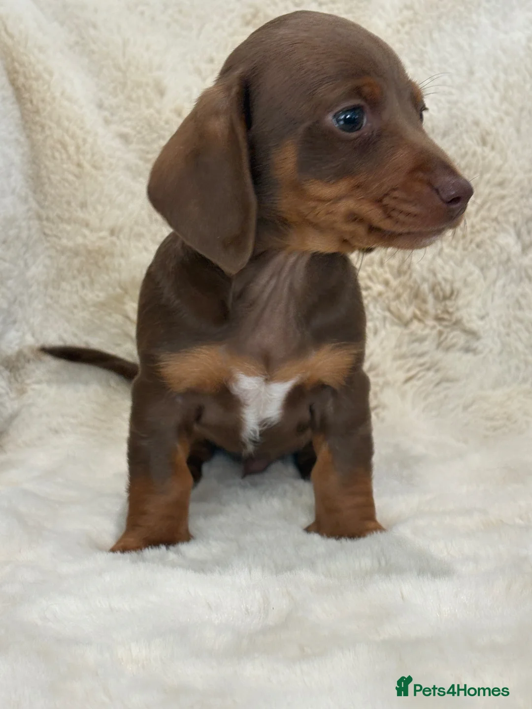 Miniature Dachshund dogs for sale: Mini smooth dachshund puppies  - Advert 16