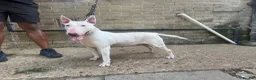English Bull Terrier dogs for sale: English Bullterrier  - Advert 2