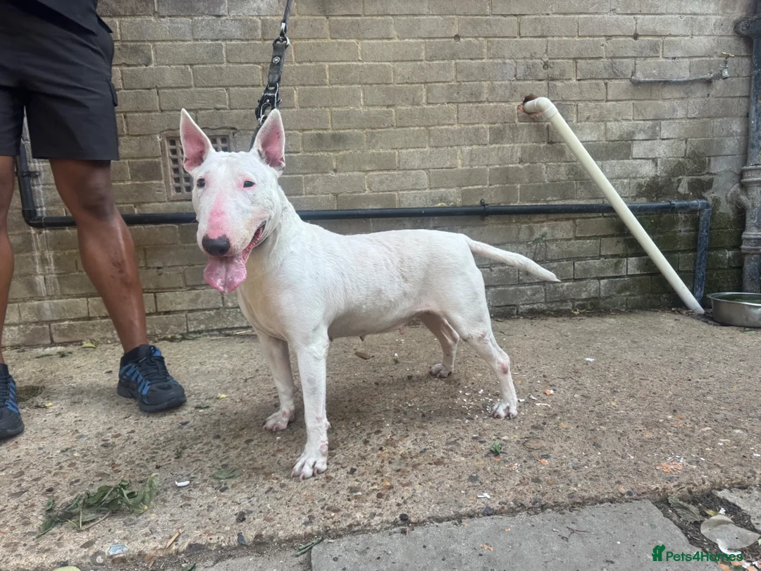English Bull Terrier dogs for sale: English Bullterrier  - Advert 2
